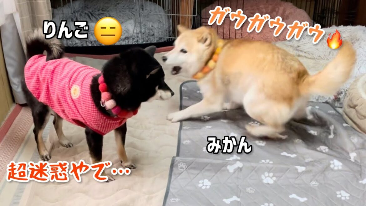 荒ぶる天然柴犬みかんにクール対応な小粒黒柴がドン引き超迷惑そう(笑)