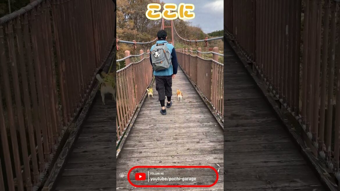 スムースコートチワワ みんなでおさんぽ そのときちび太くんは。。。#Shorts #dog