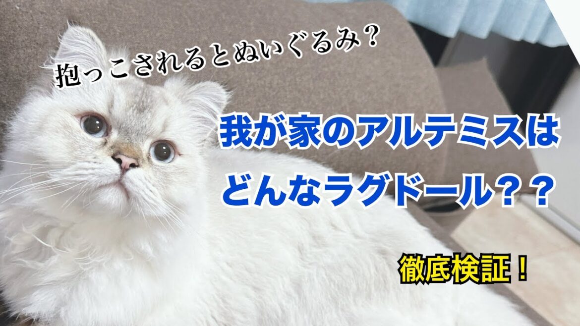 我が家のアルテミスはこんなラグドール