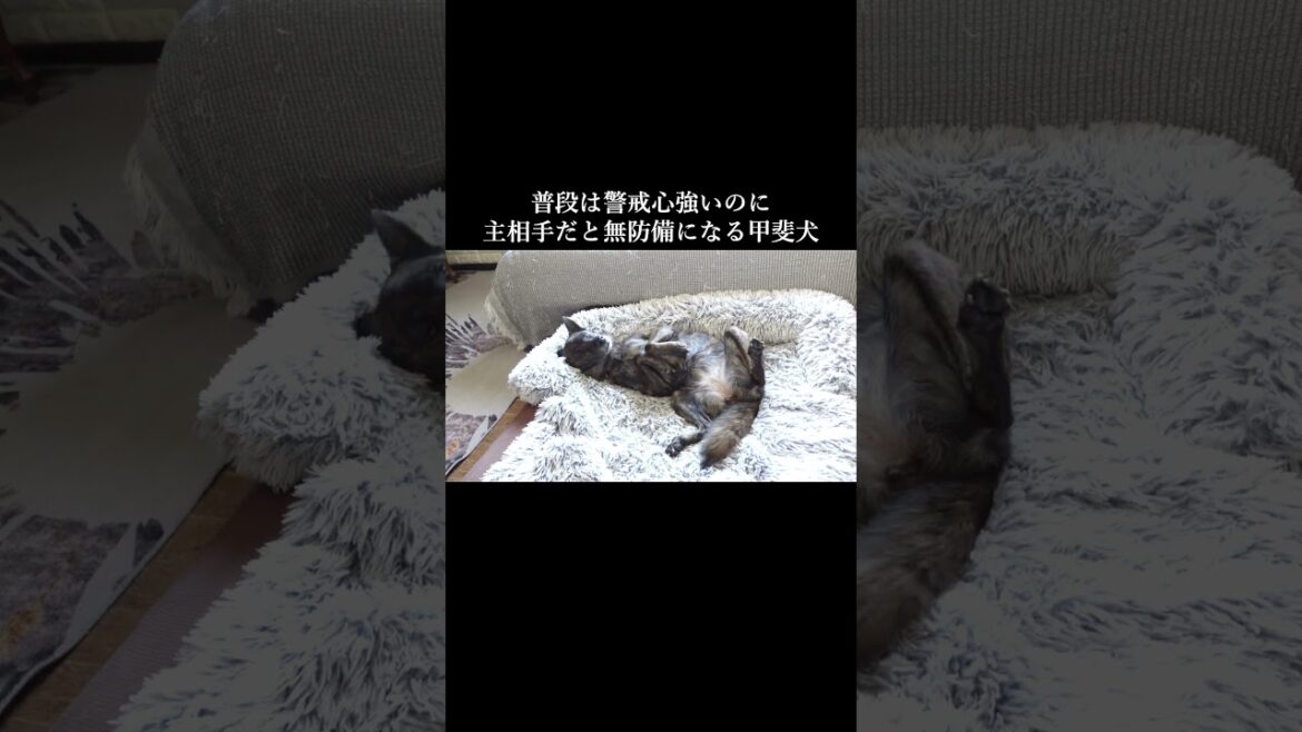 主相手だと無防備になってしまう甲斐犬　　#甲斐犬　#youtubeshorts