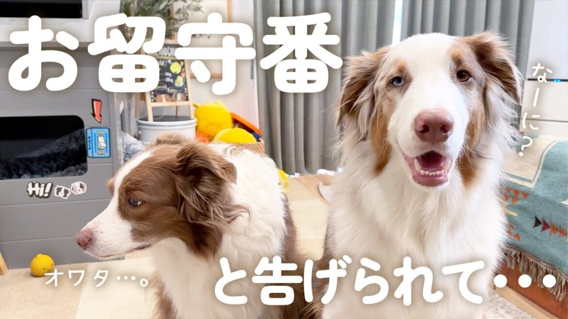 お留守番と告げられて笑顔が消えてしまう犬が切ない・・・🥺【ボーダーコリー・オーストラリアンシェパード】