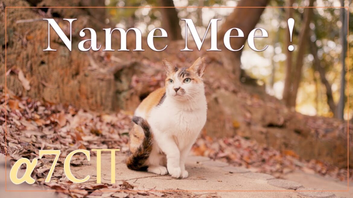 捨てられて公園デビューした三毛猫みーちゃん一歳があまりにいじらしいので‼|Cinematic Cat Video – Shot on SONY a7Cii 捨てられて公園デビューした三毛猫みーちゃん一歳があまりにいじらしいので‼|Cinematic Cat Video - Shot on SONY a7Cii