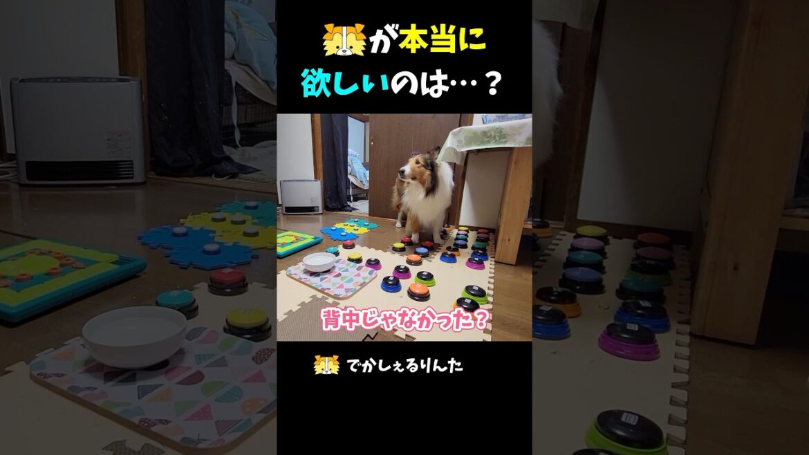 シェルティが本当に欲しいのは・・・？【会話ボタンでしゃべる犬】 #shorts #dog