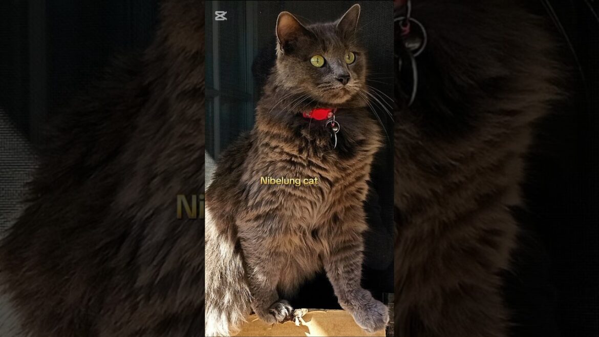 Beautiful cat breeds 😍😍 #shorts #animals #youtubeshorts