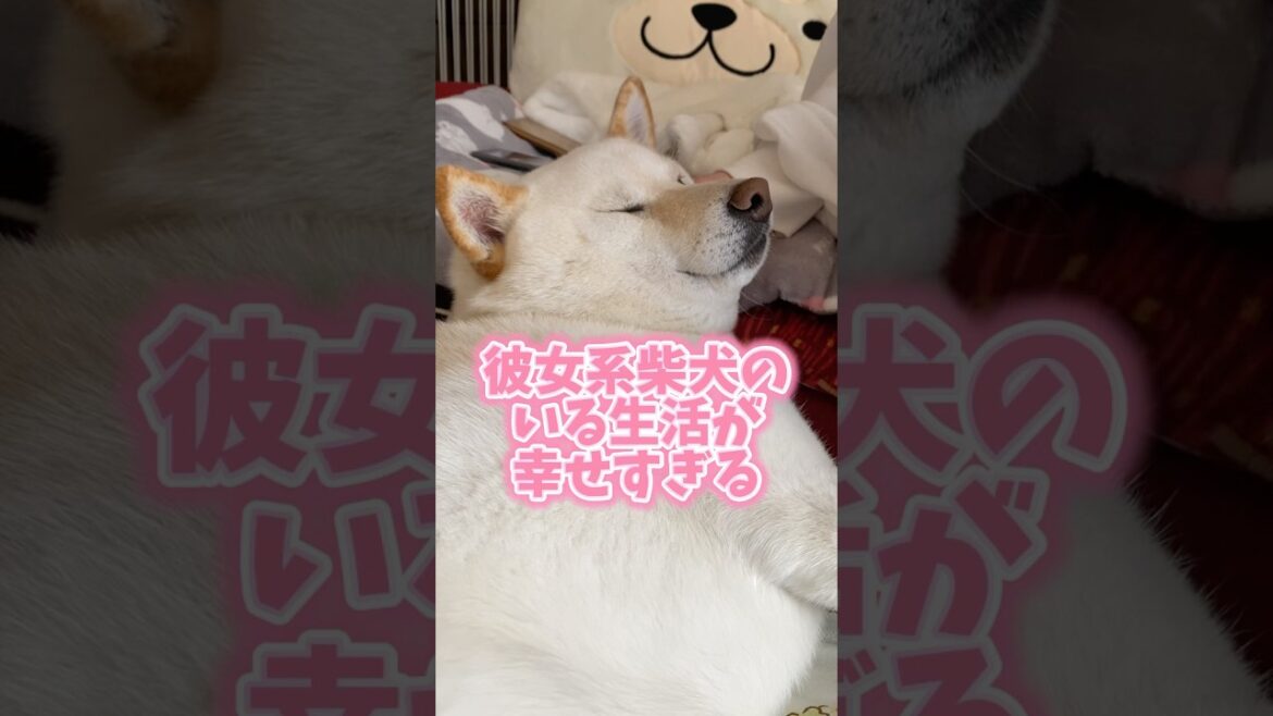 彼女系柴犬のいる生活が幸せすぎる　#shorts #柴犬 #犬 #dog