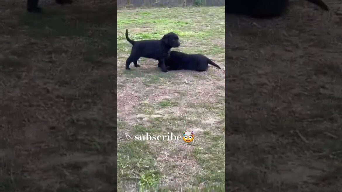 The Most Incredible Labrador Adventure!