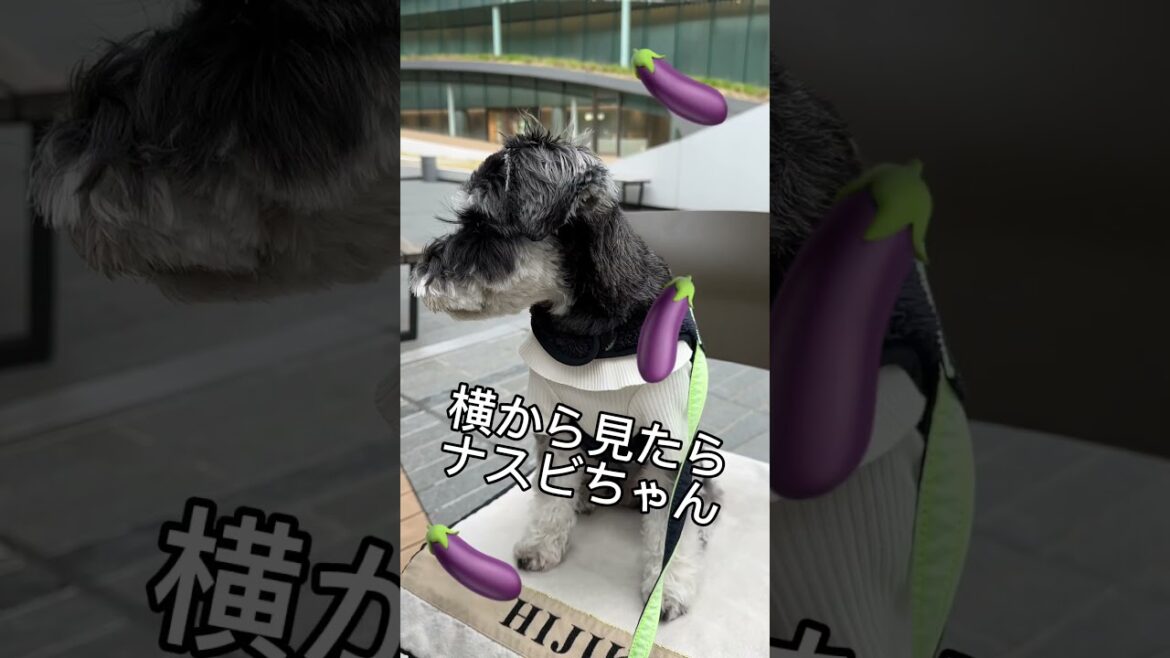 【悲劇】今回のトリミング失敗？？　#ミニチュアシュナウザー  #可愛い犬  #面白い犬