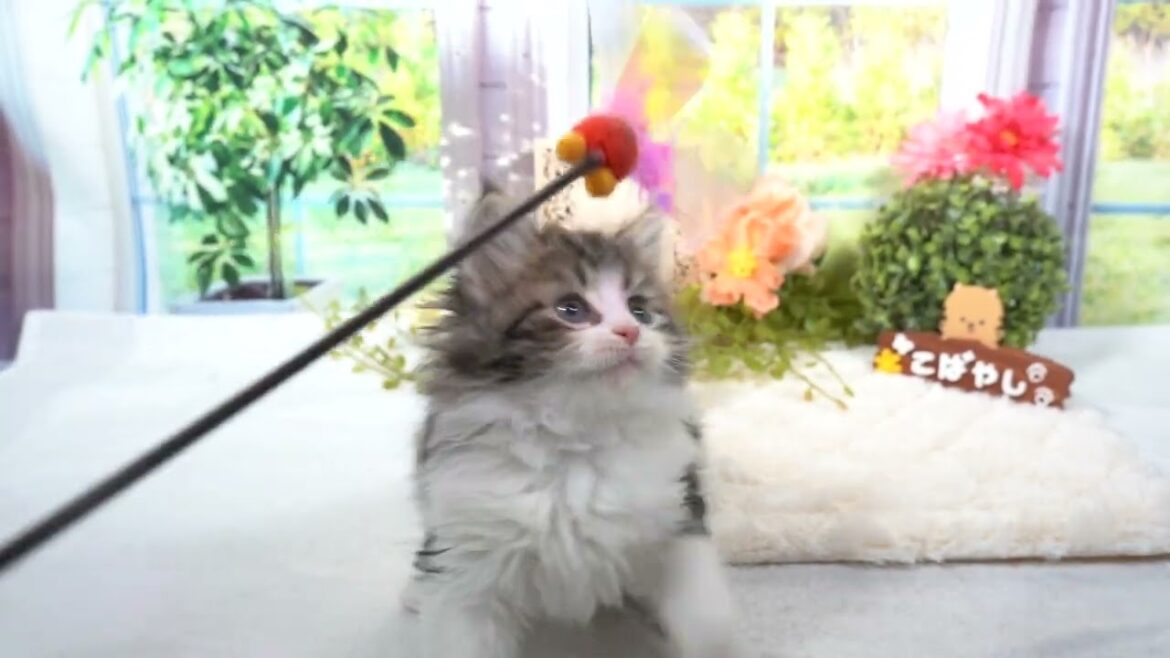 ノルウェージャンフォレストキャットの男の子☆