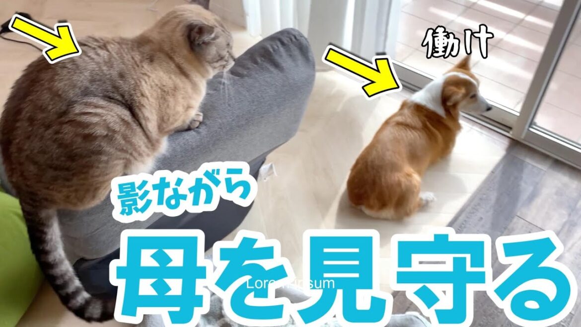 母の事を影ながら応援してくれる犬と猫がかわいすぎた! 母の事を影ながら応援してくれる犬と猫がかわいすぎた!