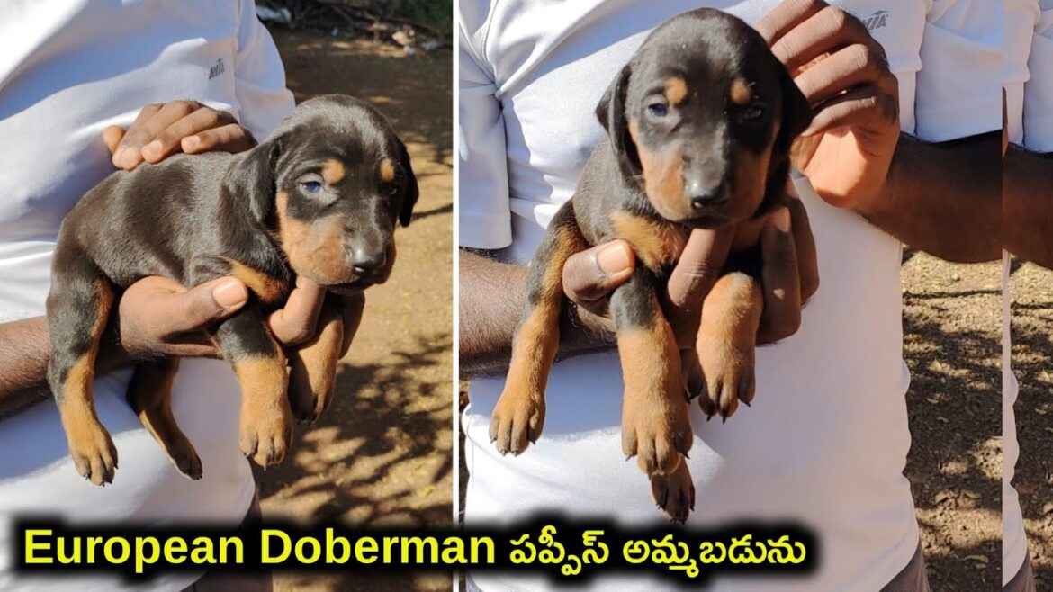 European Doberman puppies for sale in telugu/ 93462 30461 /aj pets