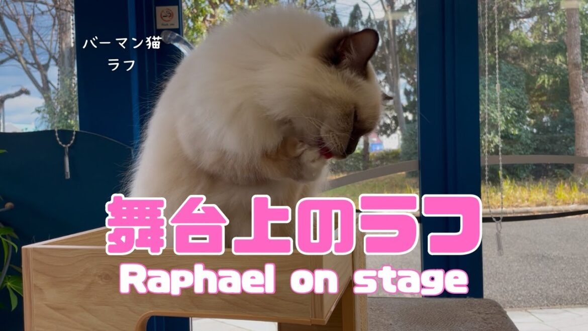 バーマン猫ラフ【舞台上のラフ】Raphael on stage（バーマン猫）Birman/Cat