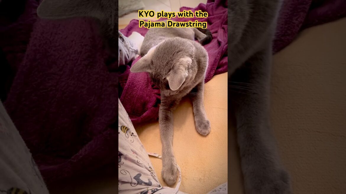 KYO plays with the Pajama Drawstring KYO plays with the Pajama Drawstring