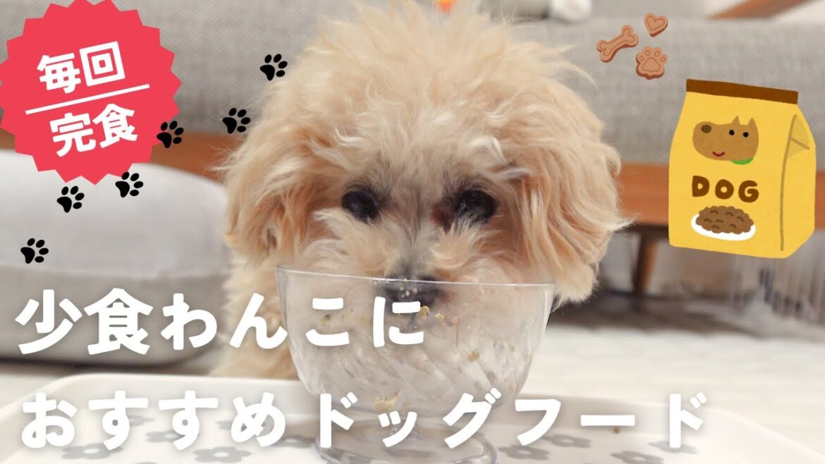 少食トイプードルが毎回完食するドッグフードが見つかりました🐶