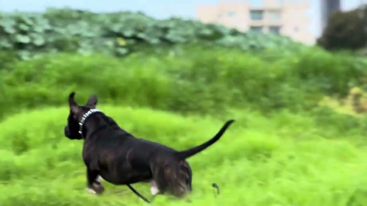 Staffordshire bull terrier