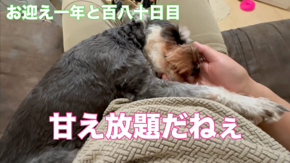 【ミニチュアシュナウザー多頭飼い】 お迎え一年と百八十日目 #甘える犬 #シュナウザー甘えん坊 #しろくろチャンネル