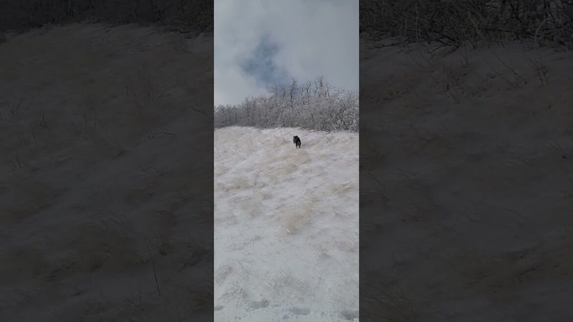 AUSSIE PUPS - NOKI AND NAULI NAJA #australianshepherds #winter #wonderland #hiking #mountains #dog