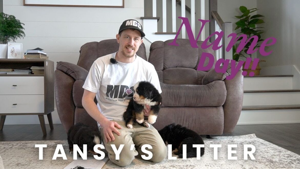 Tansy’s Bernese Mountain Dog Puppies | Name Day! Tansy's Bernese Mountain Dog Puppies | Name Day!