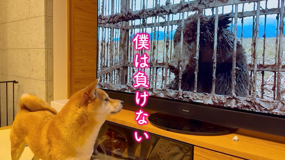 野生の熊を見た柴犬の反応がヤバすぎた…