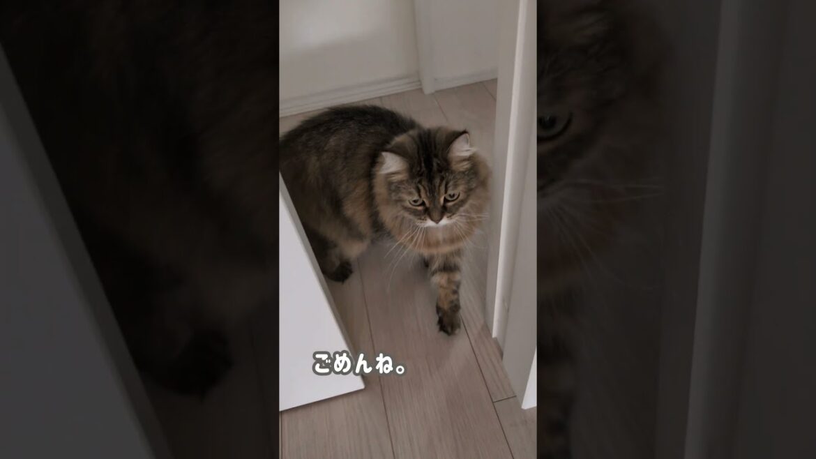うっすら見えた猫の手【ミヌエット】＃Shorts
