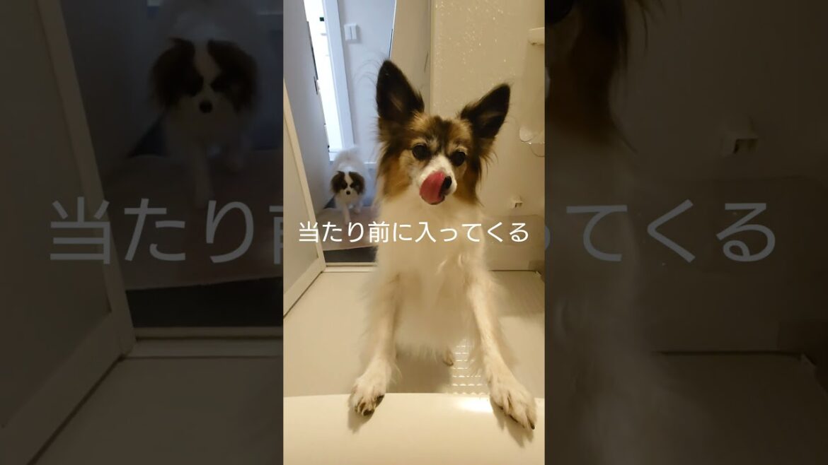 犬を飼うとこうなる #可愛い犬 #パピヨン #犬のいる生活