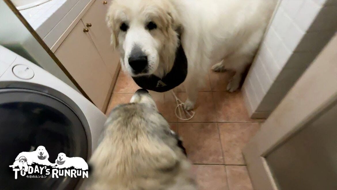 イタズラ大王復活？久しぶりにイタズラを試みたアランです　Great Pyrenees　グレートピレニーズ