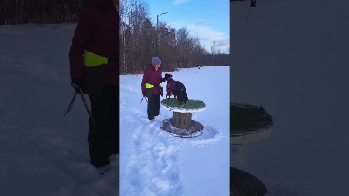 5 Стаффорд Training Hacks to Get Instant Results!#dogtraining #собаки #собака #тренировка #зима