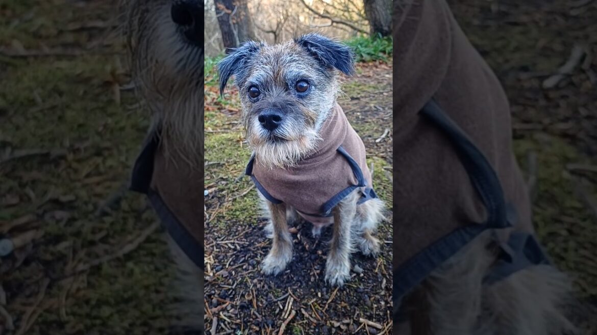 Country Gent! BORDER TERRIER! #dogs #pets #borderterrier #cutedog #terrier #shorts #cute #dogshorts