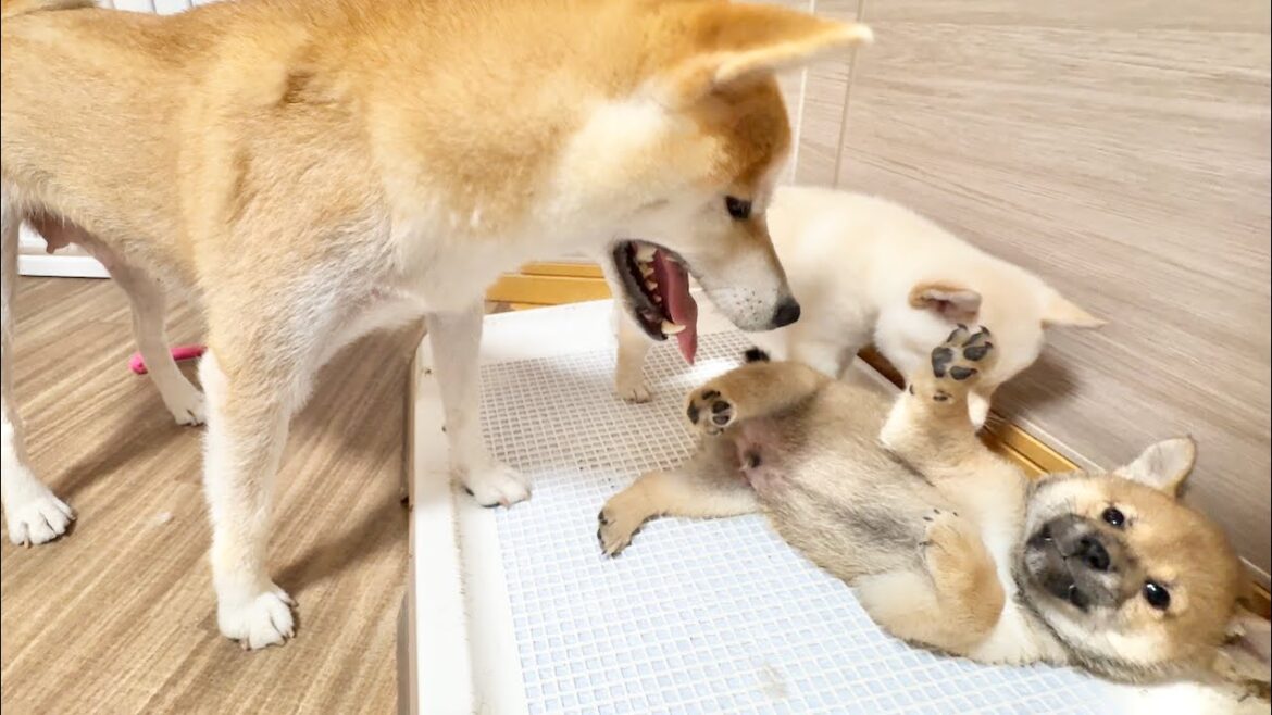 【柴犬 子犬】降参のポーズを乱用して母犬の指導をちょろまかす生後45日目の子犬たち