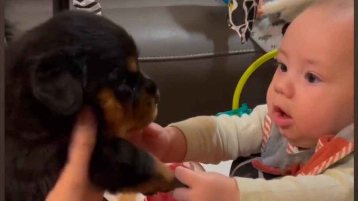 Day in the life of a German Rottweiler Breeder “Puppy Imprinting”