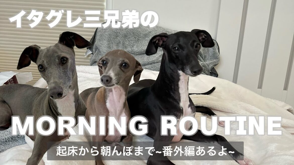 【イタグレ】モーニングルーティン