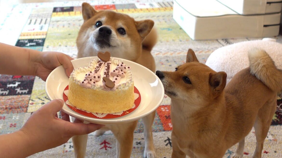 妹の誕生日で柴犬のお兄ちゃん、耐えきれなくなる。