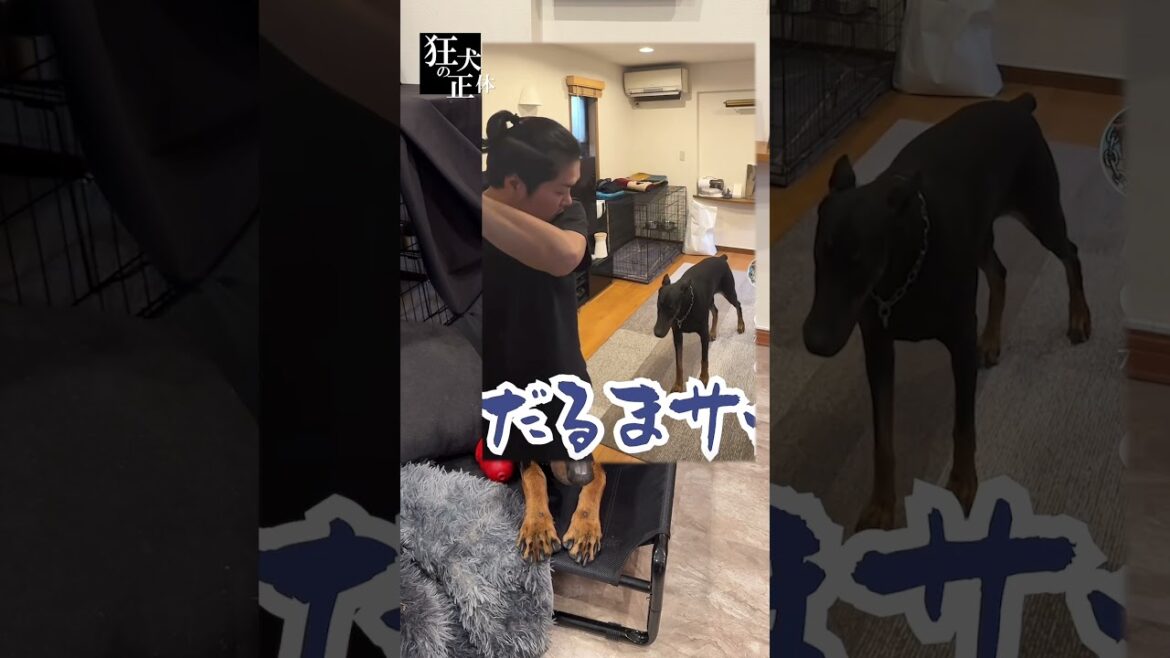 ドーベルマンがパパを嫌がる理由を説明します