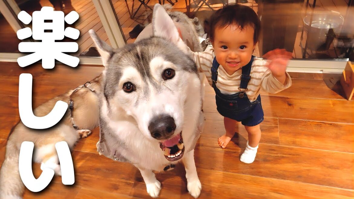 愛犬と泊まれるグランピングが楽しすぎて、はしゃぐ子供たちが可愛すぎました・・・笑