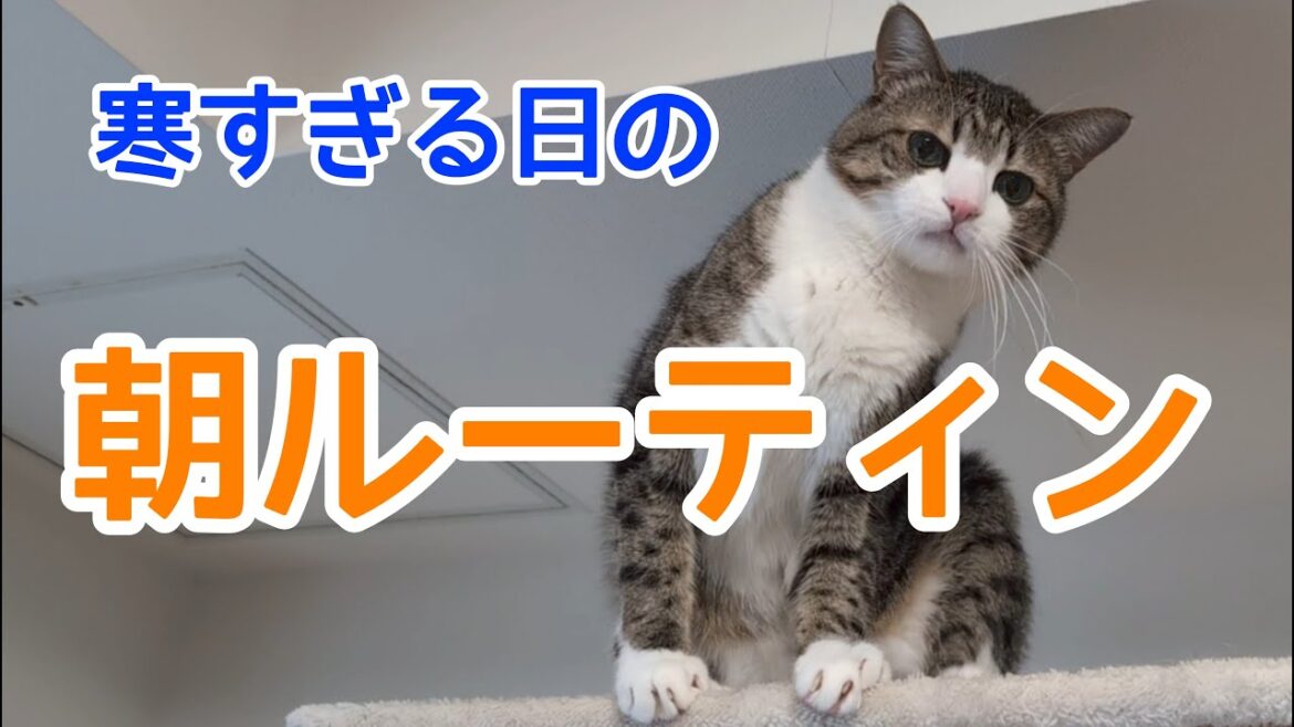 極寒により変わってきた猫の朝ルーティン。vol.1256