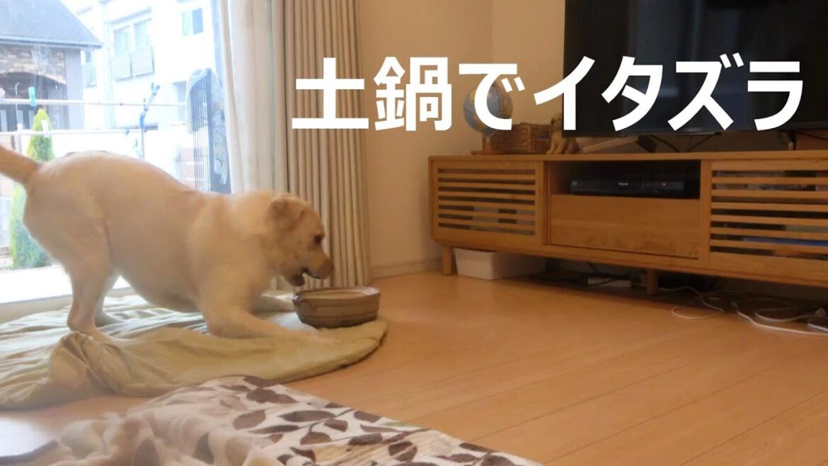 土鍋でイタズラ楽しいな～　ラブラドールレトリバー