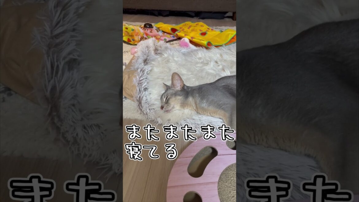 アビシニアンとは その33 #shorts #猫 #アビシニアン
