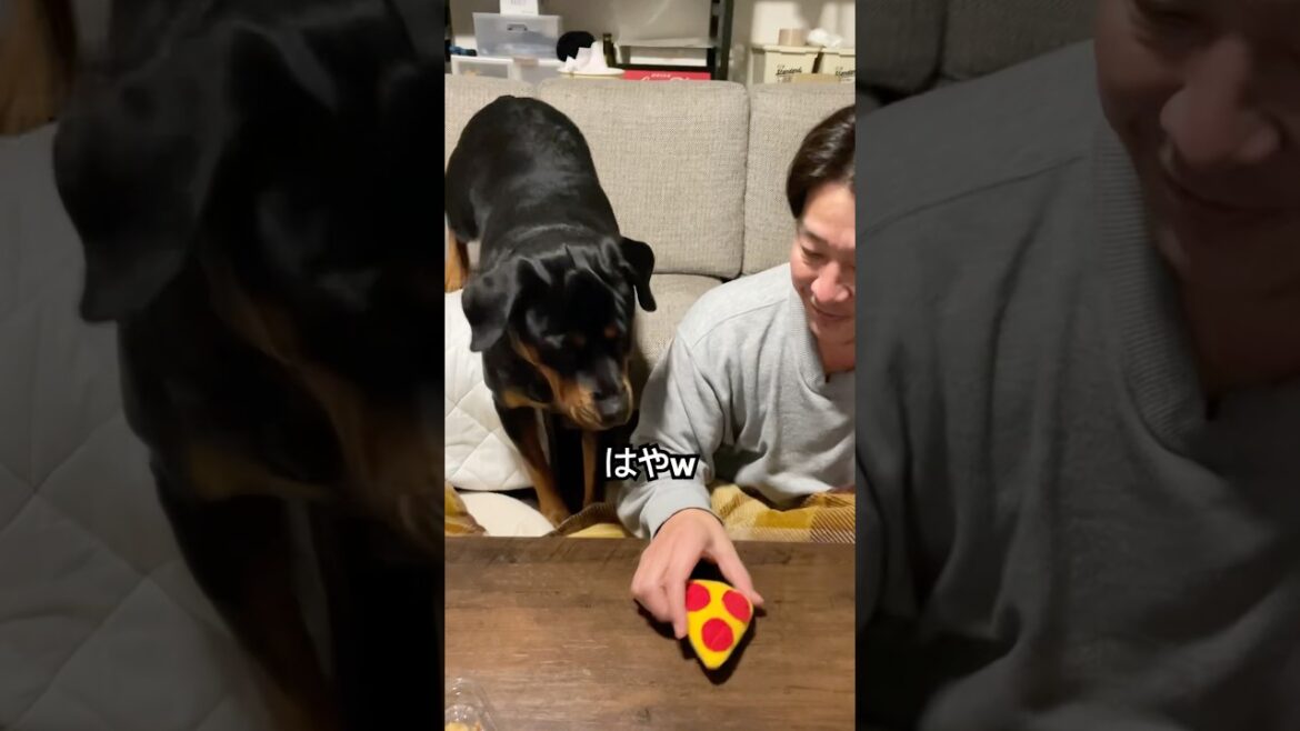 ピザーラをこよなく愛するロットワイラー