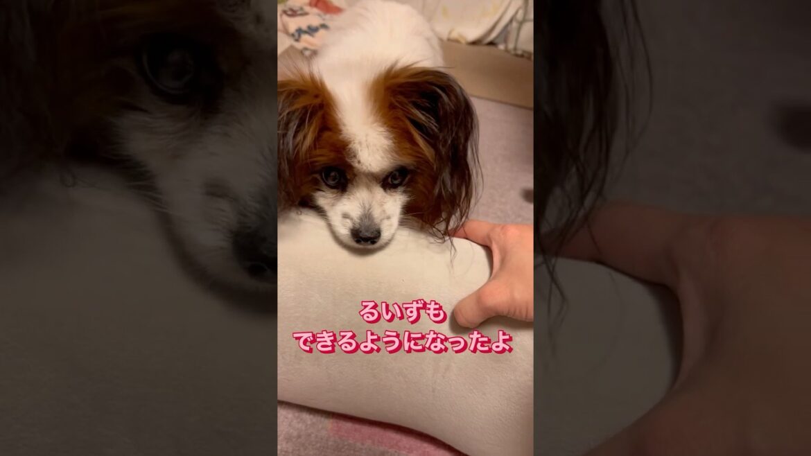 【パピヨン】幾つになっても覚えられる✨私たちの幸せ時間　#パピヨン #ドッグトレーニング　#あごのせ　#あご　#シニア犬　#ハイシニア　#可愛い #癒し #愛犬 #秘密結社老犬倶楽部