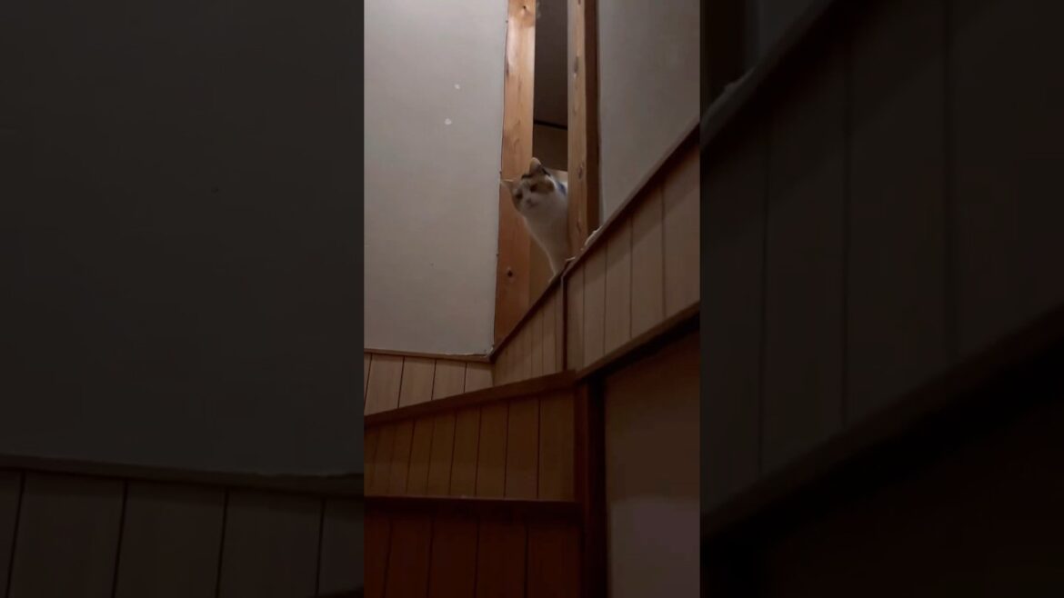 【三毛猫】先に行って一緒に寝たいミケ