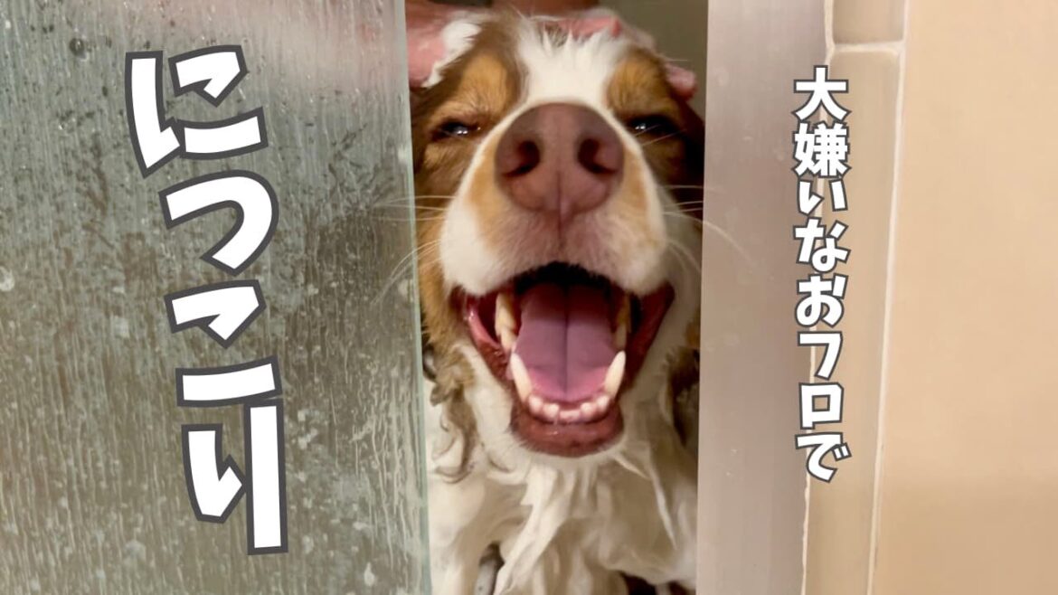 大嫌いなお風呂でも大好きなお父さんに遊ばれると条件反射でこうなっちゃう犬｜脱走方法がクセ強すぎる笑｜オーストラリアンシェパード