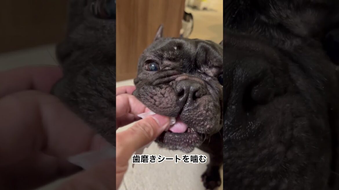歯磨きシートを噛んで満足気の凛さん🐶#フレンチブルドッグ #frenchie #frenchbulldog #frenchbulldoglife #shorts