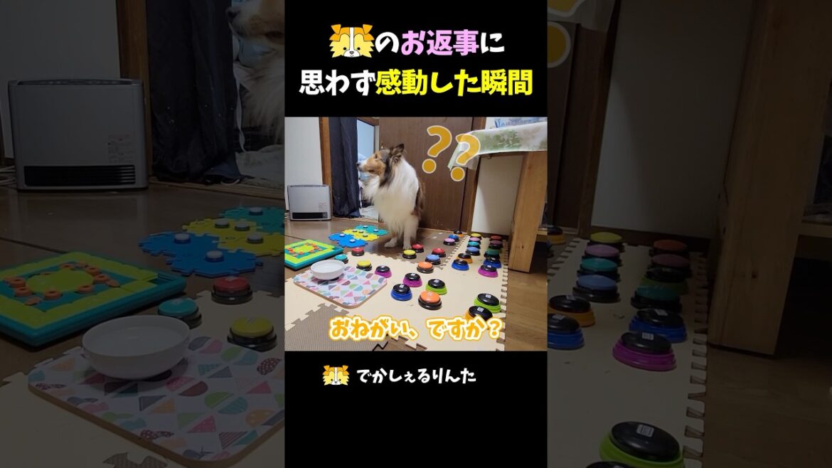 シェルティのお返事に思わず感動した瞬間【会話ボタンでしゃべる犬】 #shorts #dog