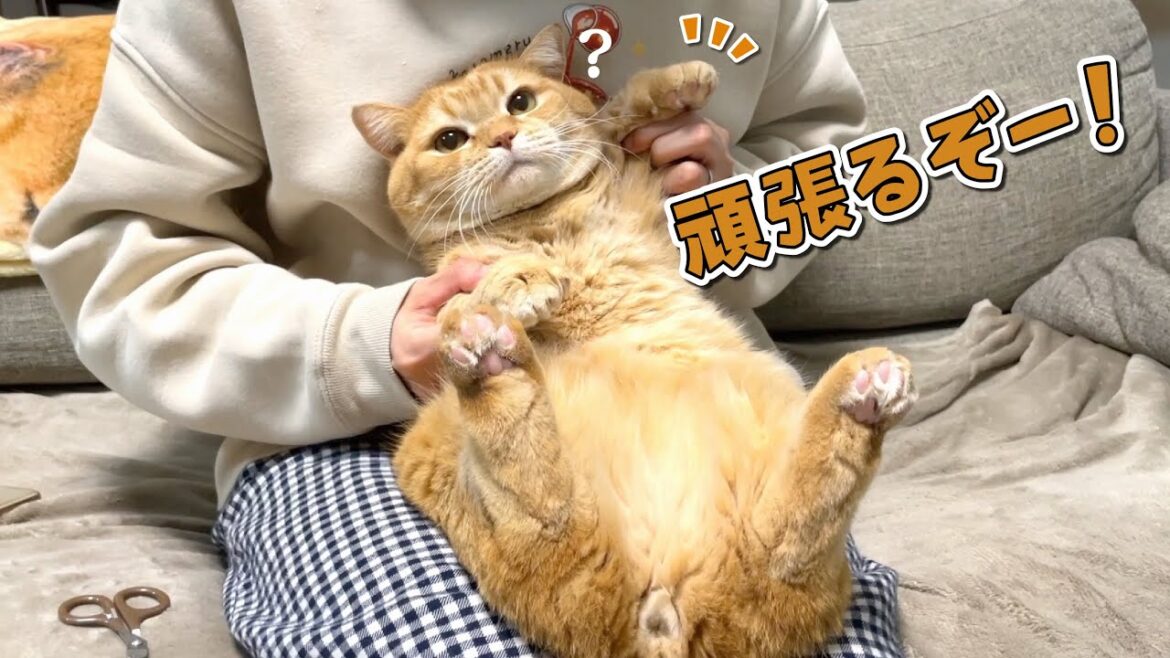 爪切り嫌いの猫が珍しく今日はやる気満々なんです…？