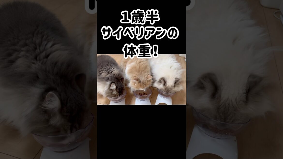 大型猫種は本当に大きくなるのか？　もふもふサイベリアン　#shorts