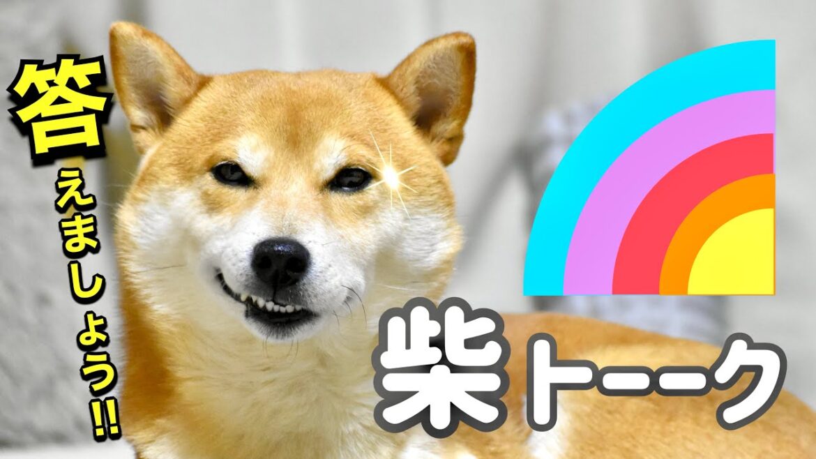 柴犬に気持ちを聞いてみたら飼い主もダメージを受けオモチャでフェスる【質問コーナー前編】 柴犬に気持ちを聞いてみたら飼い主もダメージを受けオモチャでフェスる【質問コーナー前編】