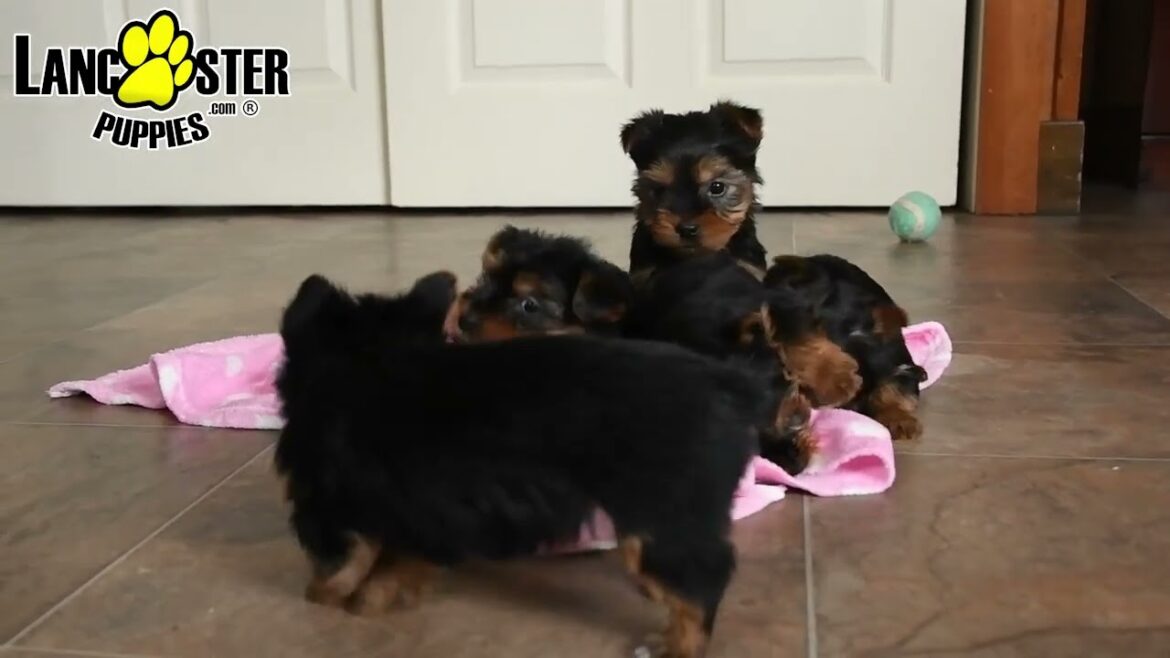Playful Yorkshire Terrier Puppies