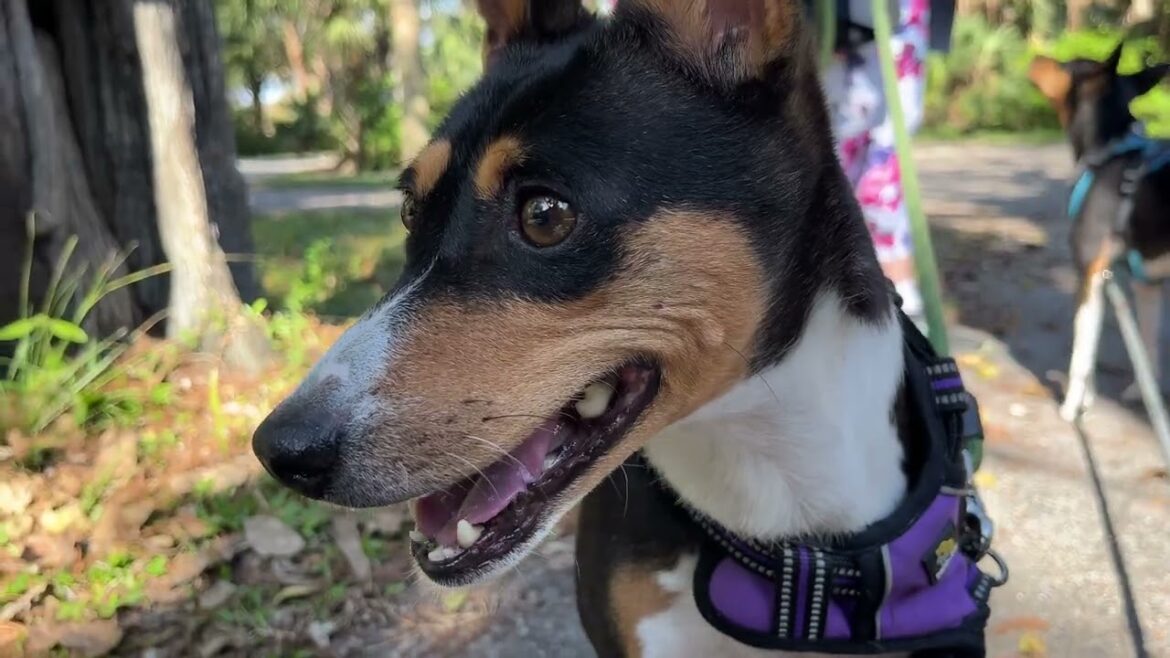 Basenjis Visit Easterlin Park | Oakland Park, FL
