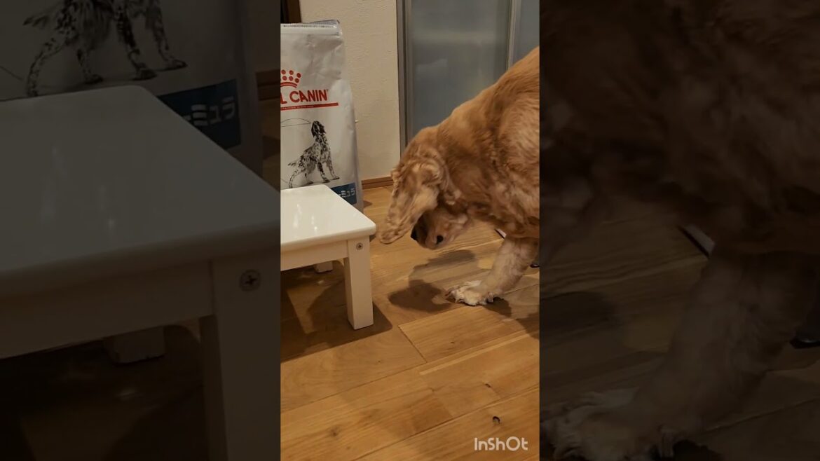 我が家の謎ルール #shorts #アメリカンコッカースパニエル #トイプードル