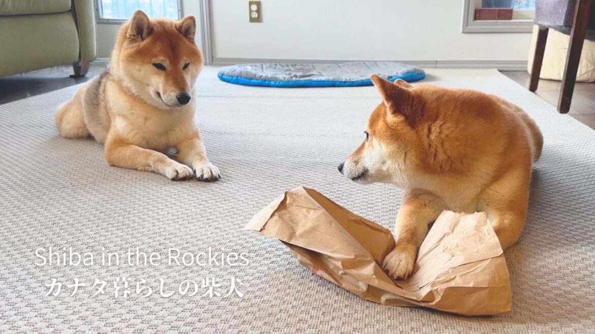 姉柴のものがどうしても欲しい弟柴犬のその後が可愛いすぎる【4K】