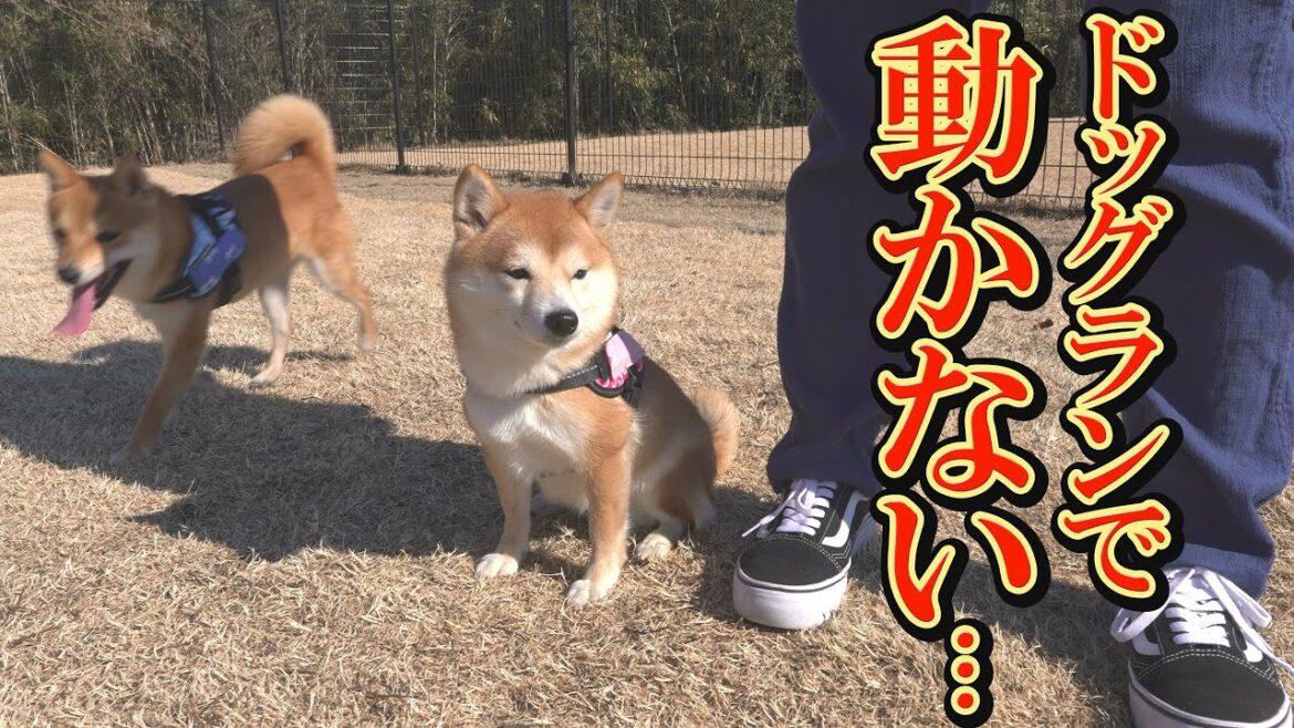 遊んでいた柴犬が突然、動かなくなり飼い主の言葉にも反応しなくなりました・・・